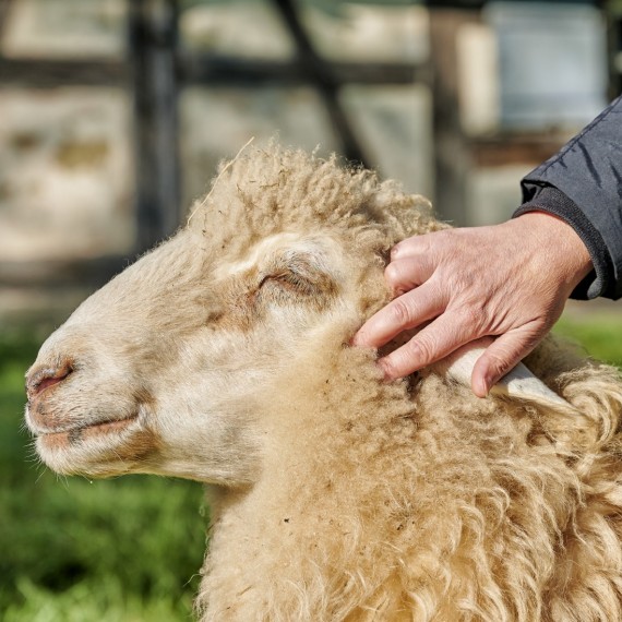Eine Hand streichelt den Kopf eines Schafes. Das Schaf hat die Augen geschlossen.