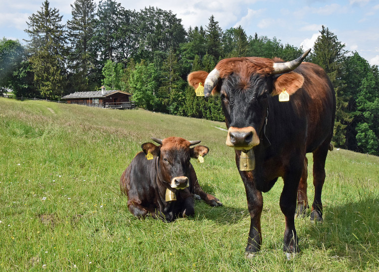 Eine Kuh liegt auf einer Wiese. Daneben steht eine Kuh.
