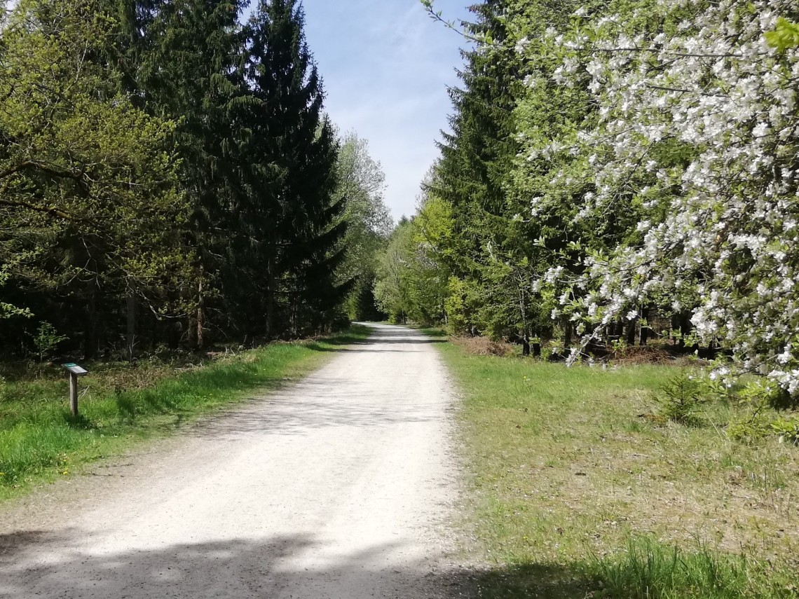 Ein Schotterweg f&uuml;hrt durch einen Wald. Im Vordergrund ein wei&szlig; bl&uuml;hender Baum.
